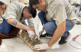 Profesioanles de Itaipú asisten al yacaré que fue encontrado con graves heridas.