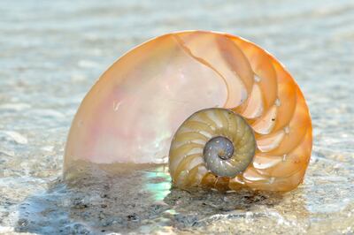 Caracol marino (foto ilustrativa).