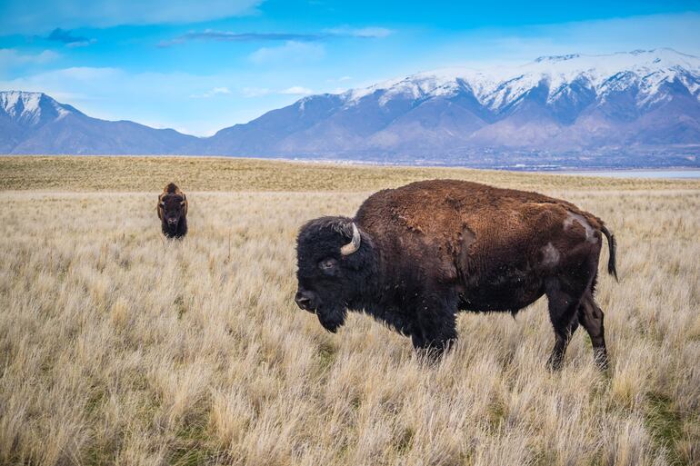 Bisonte americano en el campo del Parque Estatal Antelope Island, Utah.