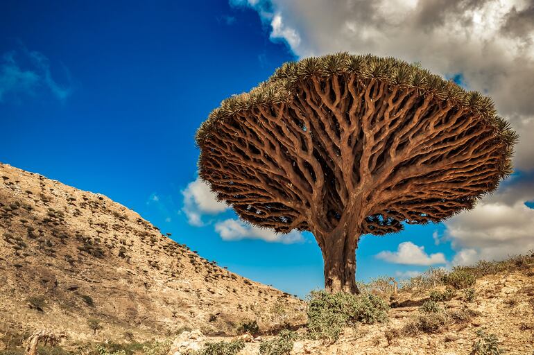 Socotra, Yemen.