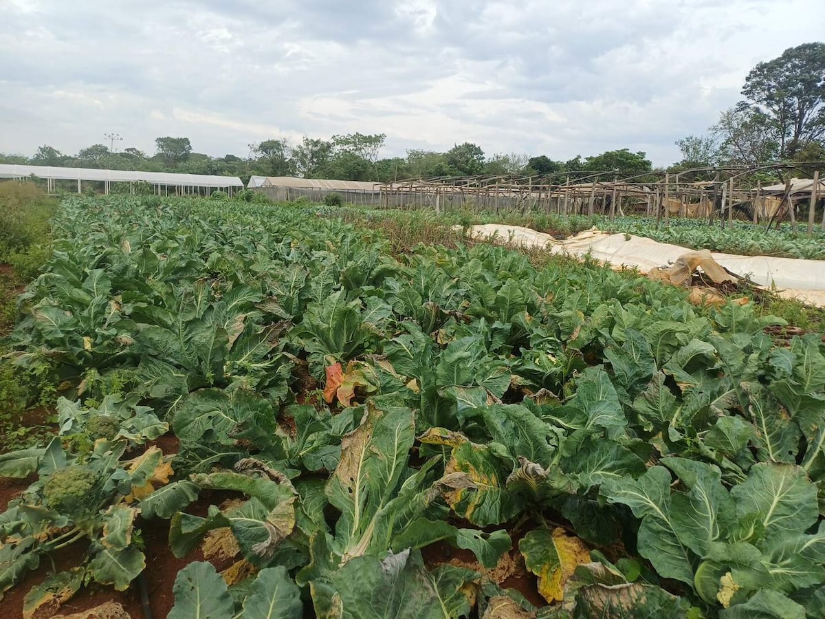 Lluvias y tormentas golpean la producción hortícola en Alto Paraná Lluvias y tormentas golpean la producción hortícola en Alto Paraná
