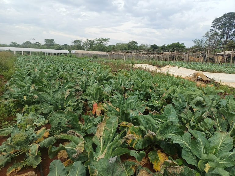 Extenso campo de hojas verdes marchitas bajo un cielo nublado, con invernaderos al fondo.