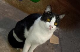 No ha vuelto a su hogar.