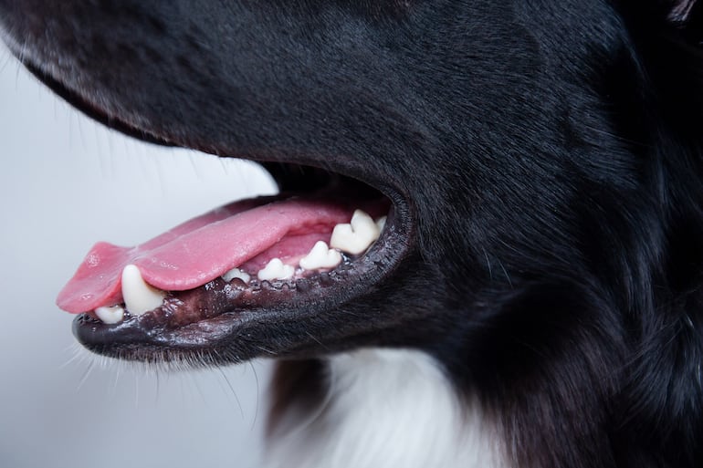 Concepto de mal aliento en perros.