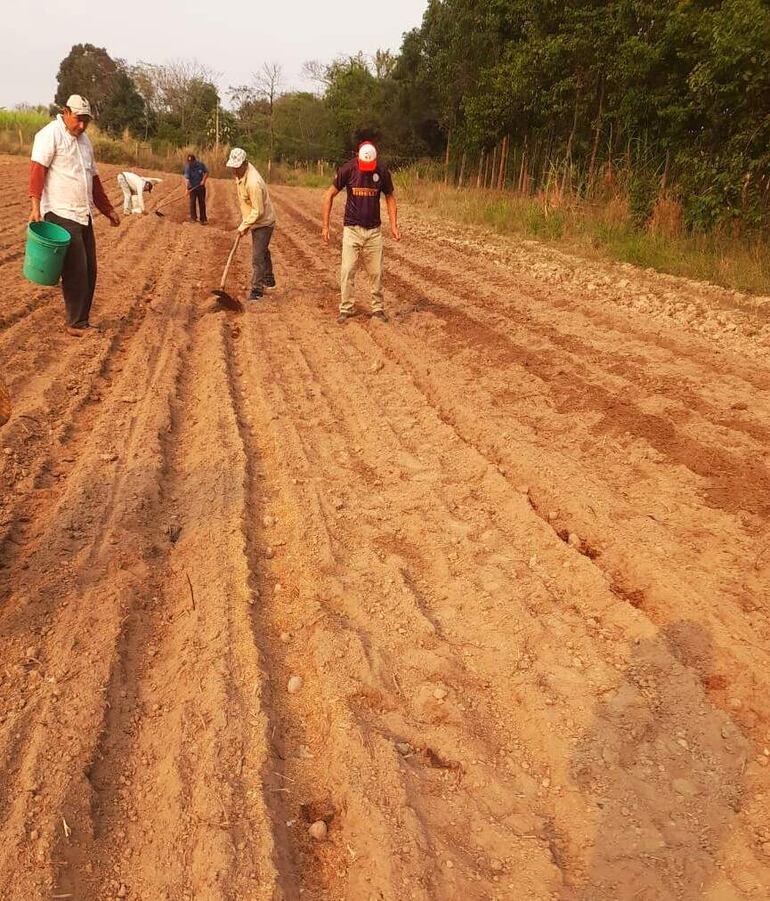 La producción de papa va generar un ingreso entre los productores de G. 19.530.000.000.