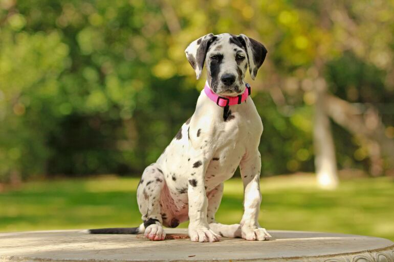 Concepto de adolescencia canina.