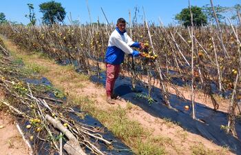 El productor Abel Brítez muestra un racimo de frutas de tomate en las plantas marchitadas de su cultivo.
