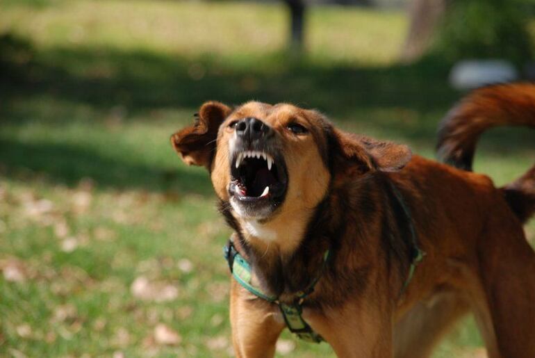 Entre las mordeduras de animales domésticos, el perro tiene el mayor porcentaje.