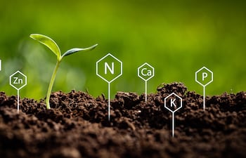 60% del rendimiento agrícola se define bajo tierra