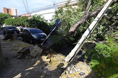 La fuerza de los árboles que cayeron se llevaron consigo hasta el alumbrado público.