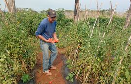 Don Manuel Cáceres muestra algunas frutas de tomate de su parcela de producción.