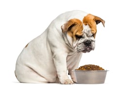 Concepto de obesidad en mascotas.