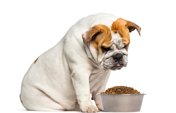 Concepto de obesidad en mascotas.