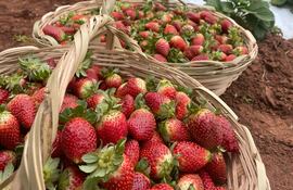 "La frutilla, protagonista de una nueva historia en los campos de Cabañas."