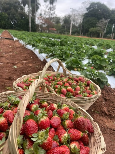 "La frutilla, protagonista de una nueva historia en los campos de Cabañas."