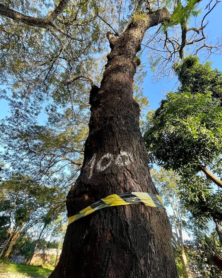 Bosque San Vicente