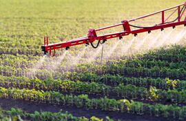 Plagas tempranas en soja