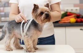 Perro y cinta métrica.