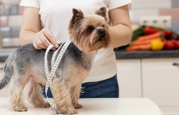 Perro y cinta métrica.