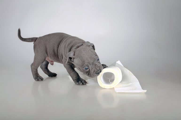 Cachorro.