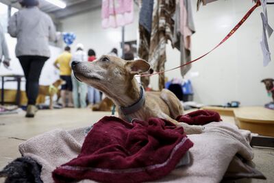 Fotografía de un perro rescatado de las inundaciones, el 11 de mayo de 2024, en un refugio en Porto Alegre (Brasil).