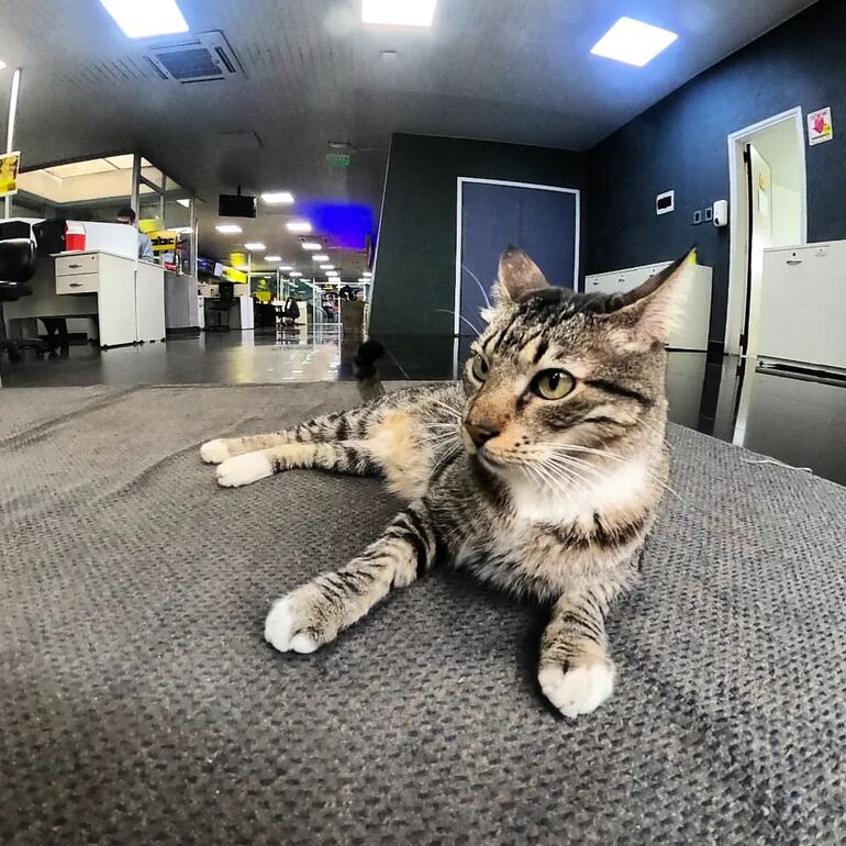 Juan Darío Diario es el gato de ABC Color.