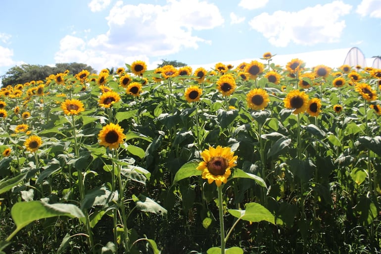 Las flores de Caba&ntilde;as cautivan a los visitantes que llegan al lugar.
