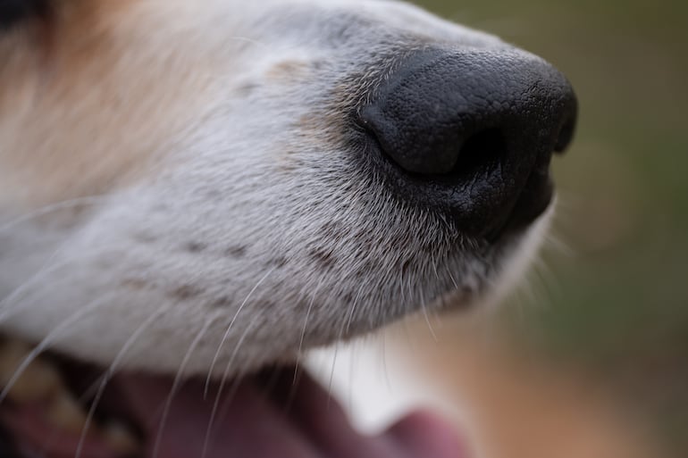 Perro y sus vibrisas.