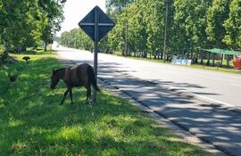 Animales vacunos y equinos sueltos sobre la ruta PY01, entre Villa Florida y San Miguel, representan un riesgo permanente para la seguridad vial, especialmente durante la noche y la madrugada.