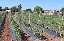 Producción de Tomates dentro del proyecto supermercado familiar.