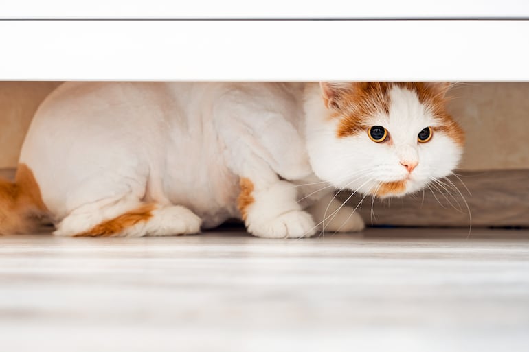 Concepto de gato estresado.