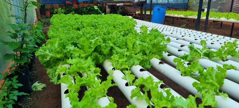 Cultivo de lechugas hidropónicas en la capital de Misiones.