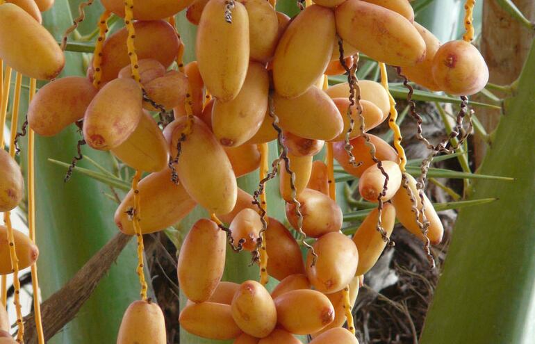 Dátil: la fruta de tiempos bíblicos que crece en el Chaco - Noticias ...