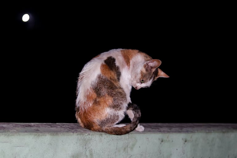 Gato de noche.