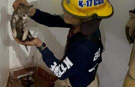 Bombero con casco amarillo sostiene un gato pequeño, visiblemente mojado, en un entorno con paredes blancas y suciedad.
