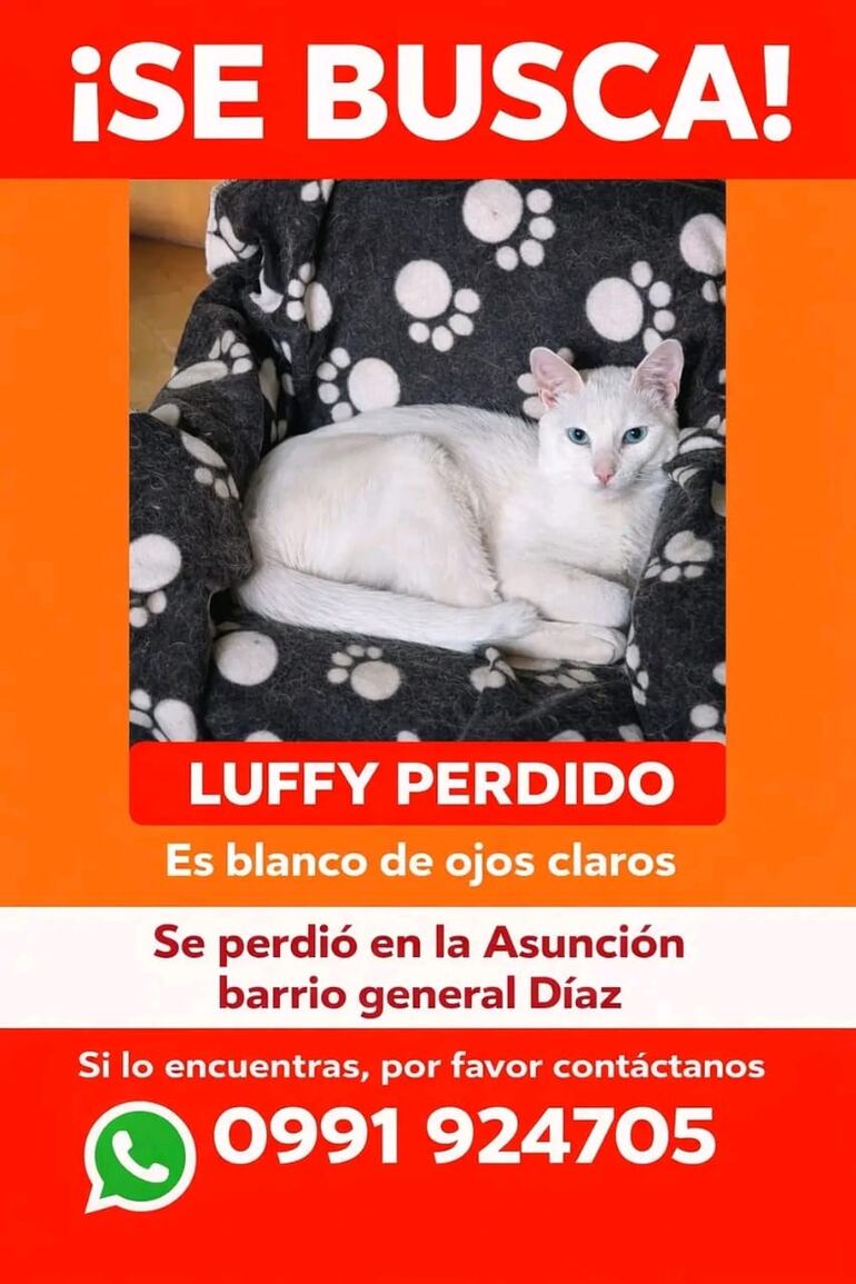 El gato Luffy está perdido.