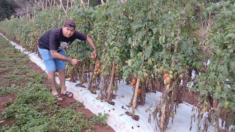 Hombre con camiseta negra y shorts azules recoge tomates en un campo agrícola, con plantas en filas y la tierra marrón.