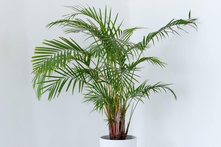 Palma areca (Dypsis lutescens).