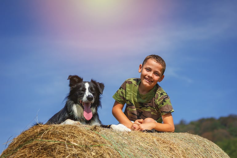Perro border collie con un niño.