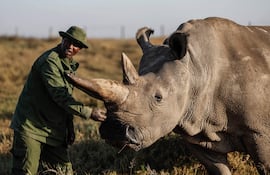 El guardabosques de Ol Pejeta y principal cuidador, Zacharia Mutai, acaricia a una de las dos últimas rinocerontes blancos del norte en el mundo, Najin, de 35 años, en la reserva de Ol Pejeta, en el condado de Laikipia.