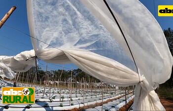 Abc Rural: Control de heladas con manto térmico
