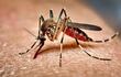 Mosquito Aedes Aegypti.