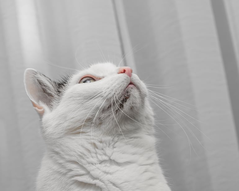 Acné felino, imagen ilustrativa.