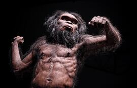 Homo habilis, imagen ilustrativa.