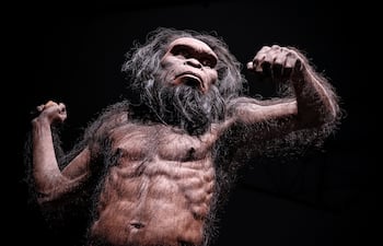 Homo habilis, imagen ilustrativa.