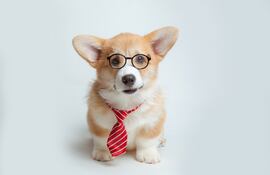 Perro gracioso.