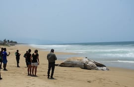 Fotografía de una ballena jorobada varada este miércoles en la playa de Coyuca de Benítez, en Acapulco (México). La ballena jorobada murió con una cuerda amarrada y parte de una red de pesca en la cola, por lo que ambientalistas denunciaron este miércoles que fue culpa de pescadores irresponsables.