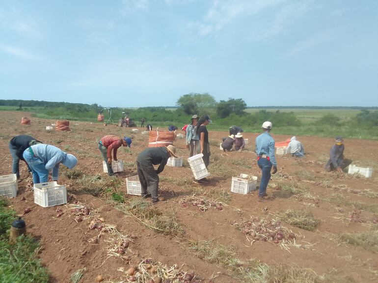 La cosecha del producto se encuentra en pleno trabajo