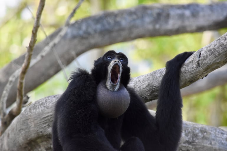 Gibón siamang.