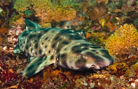 Tiburón hinchado del Pacífico (Cephaloscyllium ventriosum), imagen ilustrativa.